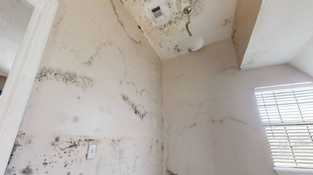 Best Commercial Mold Inspection  in Oviedo, FL