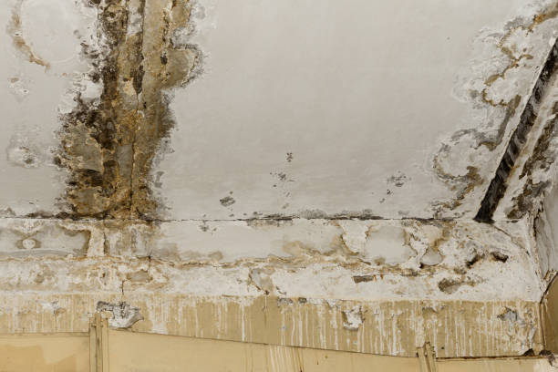 Best Mold Documentation for Insurance Claims  in Oviedo, FL