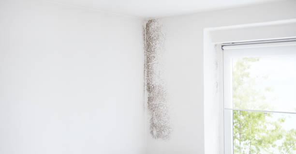 Best Attic Mold Removal  in Oviedo, FL