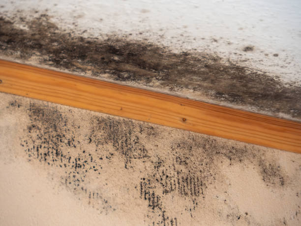 Best Forensic Mold Investigation  in Oviedo, FL