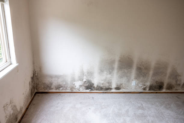 Best Emergency Mold Remediation  in Oviedo, FL